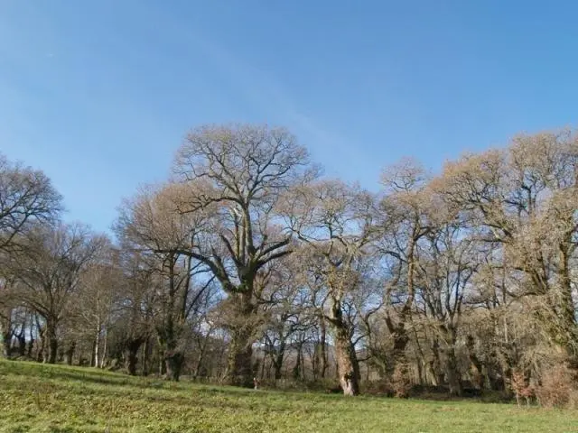 carballo-Cartelos-Carballedo