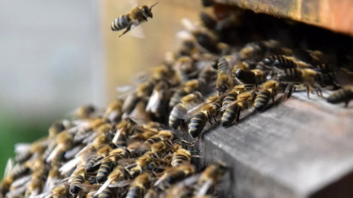 fef3f97db7418bffdfed3ff08f6237ef